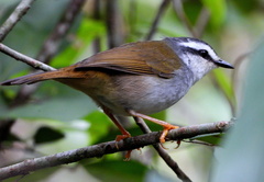 Myiothlypis leucophrys