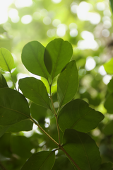 Discospermum sphaerocarpum