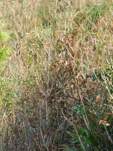 Image of Lindera glauca by no rights reserved