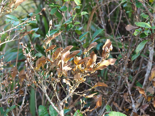 Lindera glauca, photograph 3
