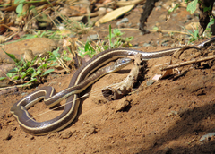 Psammophis subtaeniatus