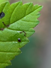 Monomorium floricola