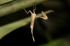Plesiacanthops