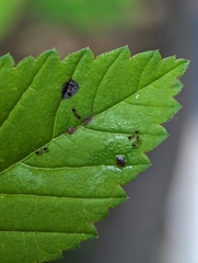 Monomorium floricola