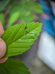 Monomorium floricola