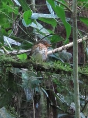 Grallaricula flavirostris