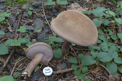 Tylopilus neofelleus