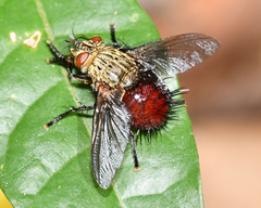 Jurinella