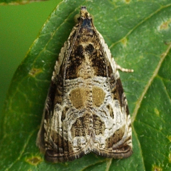 Bunchberry Leaffolder Moth