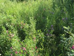 Lathyrus tuberosus