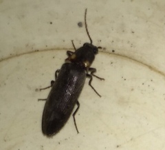 Phanophorus perspicax