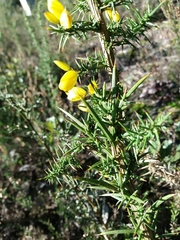 Ulex jussiaei