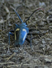 Calocomus desmarestii