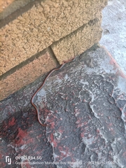 Homoroselaps lacteus