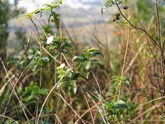 Mussaenda formosanum