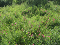 Lathyrus tuberosus