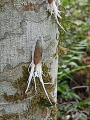 Pterodictya reticularis