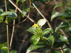 Mussaenda formosanum