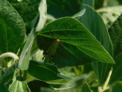 Zoniopoda tarsata