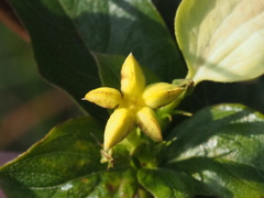 Mussaenda formosanum