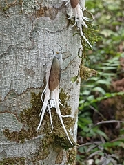 Pterodictya reticularis