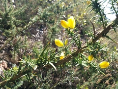 Ulex jussiaei