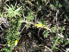 Ulex jussiaei