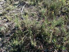 Ulex jussiaei