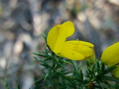 Ulex jussiaei