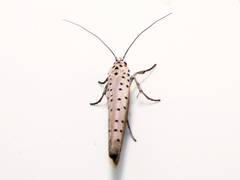 Yponomeuta fumigatus