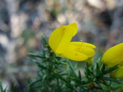Ulex jussiaei