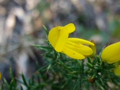 Ulex jussiaei