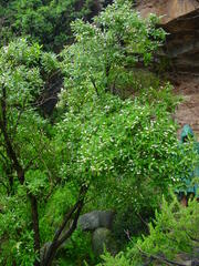 Bowkeria verticillata