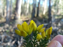 Ulex jussiaei