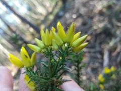 Ulex jussiaei