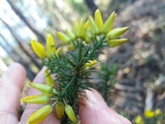Ulex jussiaei