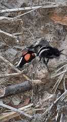 Traumatomutilla centralis