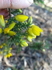 Ulex jussiaei