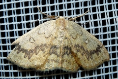 Cyclophora annularia