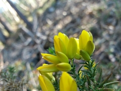 Ulex jussiaei
