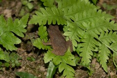 Rhinella margaritifera