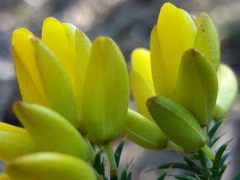 Ulex jussiaei