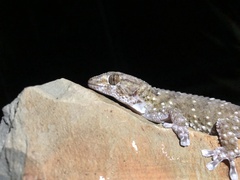 Chondrodactylus bibronii