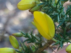 Ulex jussiaei