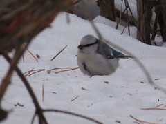 Cyanistes caeruleus × cyanus