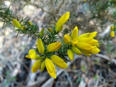 Ulex jussiaei