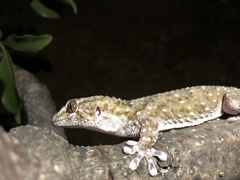 Chondrodactylus bibronii