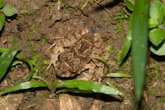 Oreobates quixensis