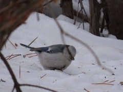 Cyanistes caeruleus × cyanus