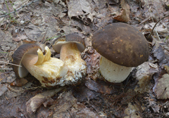 Boletus reticulatus